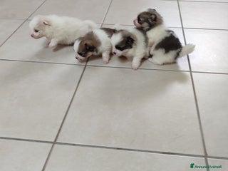 Spitz cani Spitz Pomerania - Annuncio 2