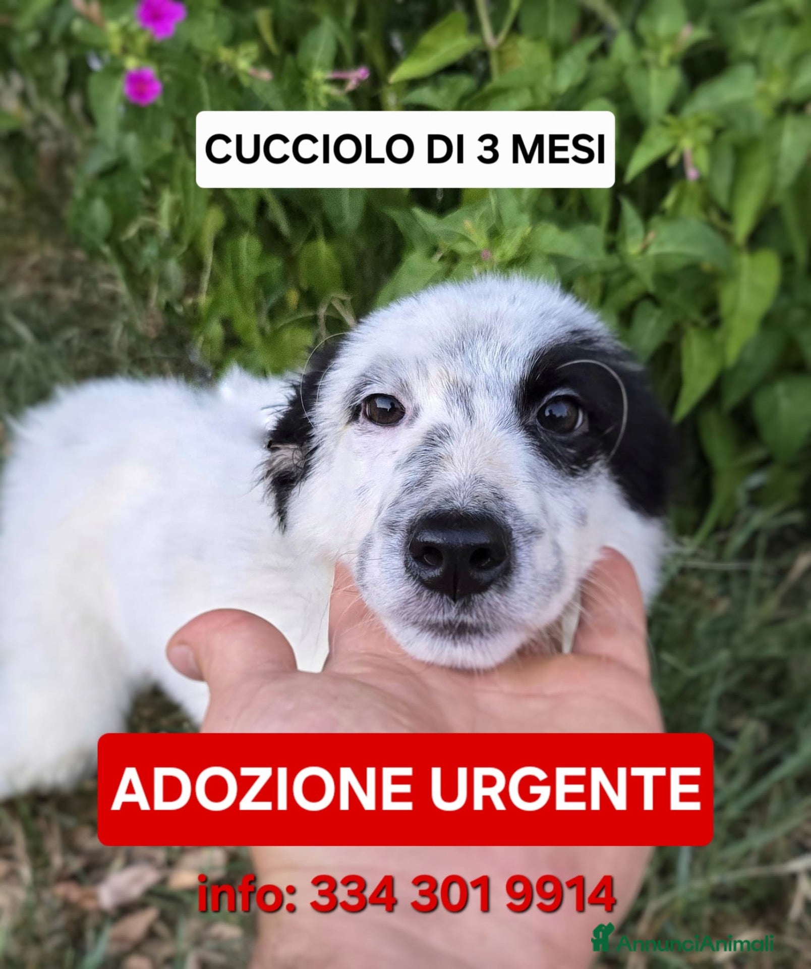 Meticcio cani ROMOLO 💙 SEMBRA UN PIRATA, E CERCA IL SUO TESORO - Annuncio 36