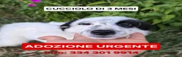 Meticcio cani in regalo: ROMOLO 💙 SEMBRA UN PIRATA, E CERCA IL SUO TESORO a Provincia di Modena - Annuncio 1