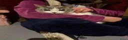Europeo gatti in regalo: BRIGITTE, dolce gattina in adozione  - Annuncio 6
