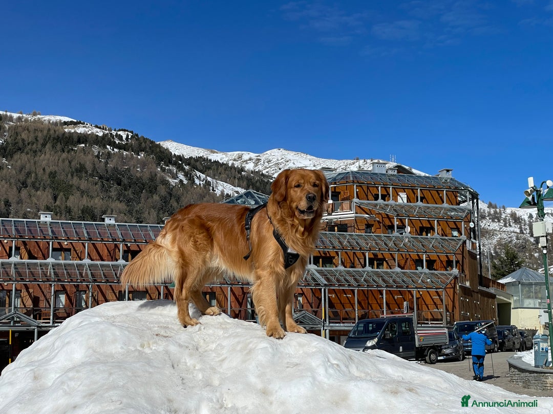 Golden Retriever cani per accoppiamento: GOLDEN RETRIEVER MASCHIO PER ACCOPPIAMENTO a Città Metropolitana di Milano - Immagine 17