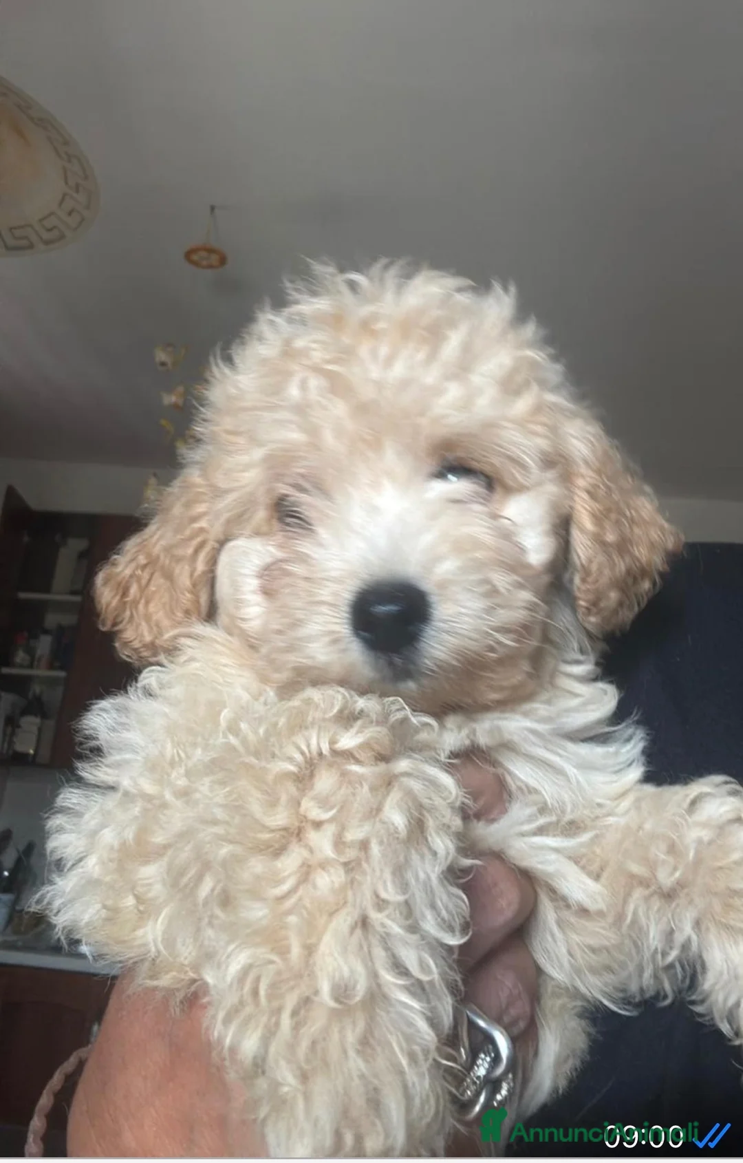 Barboncino cani in vendita: Barboncina - Annuncio 2
