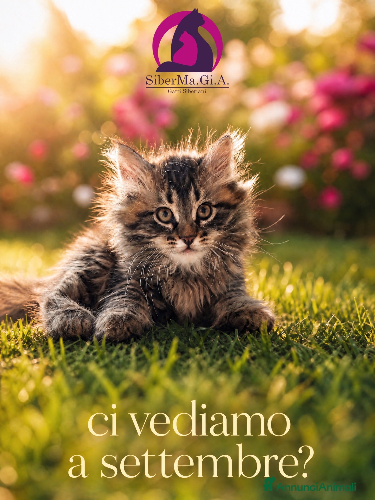 Siberiano gatti Siberiano gattino ipoallergenico  - Annuncio 29
