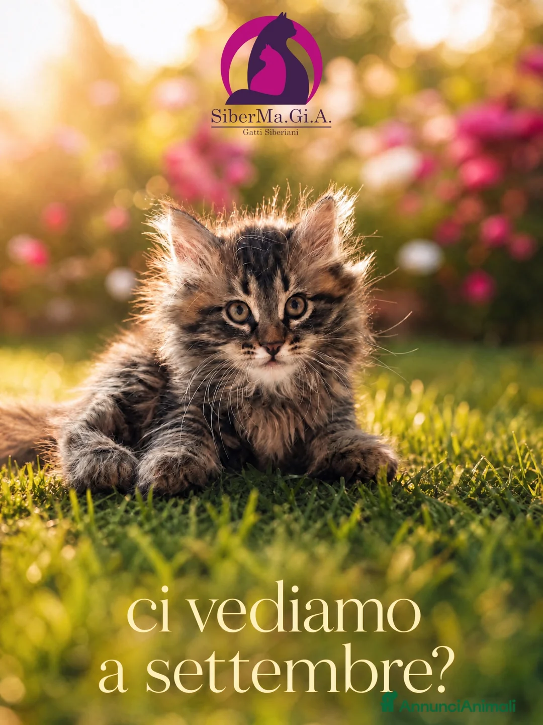 Siberiano gatti in vendita: Siberiano gattino ipoallergenico  - Annuncio 1