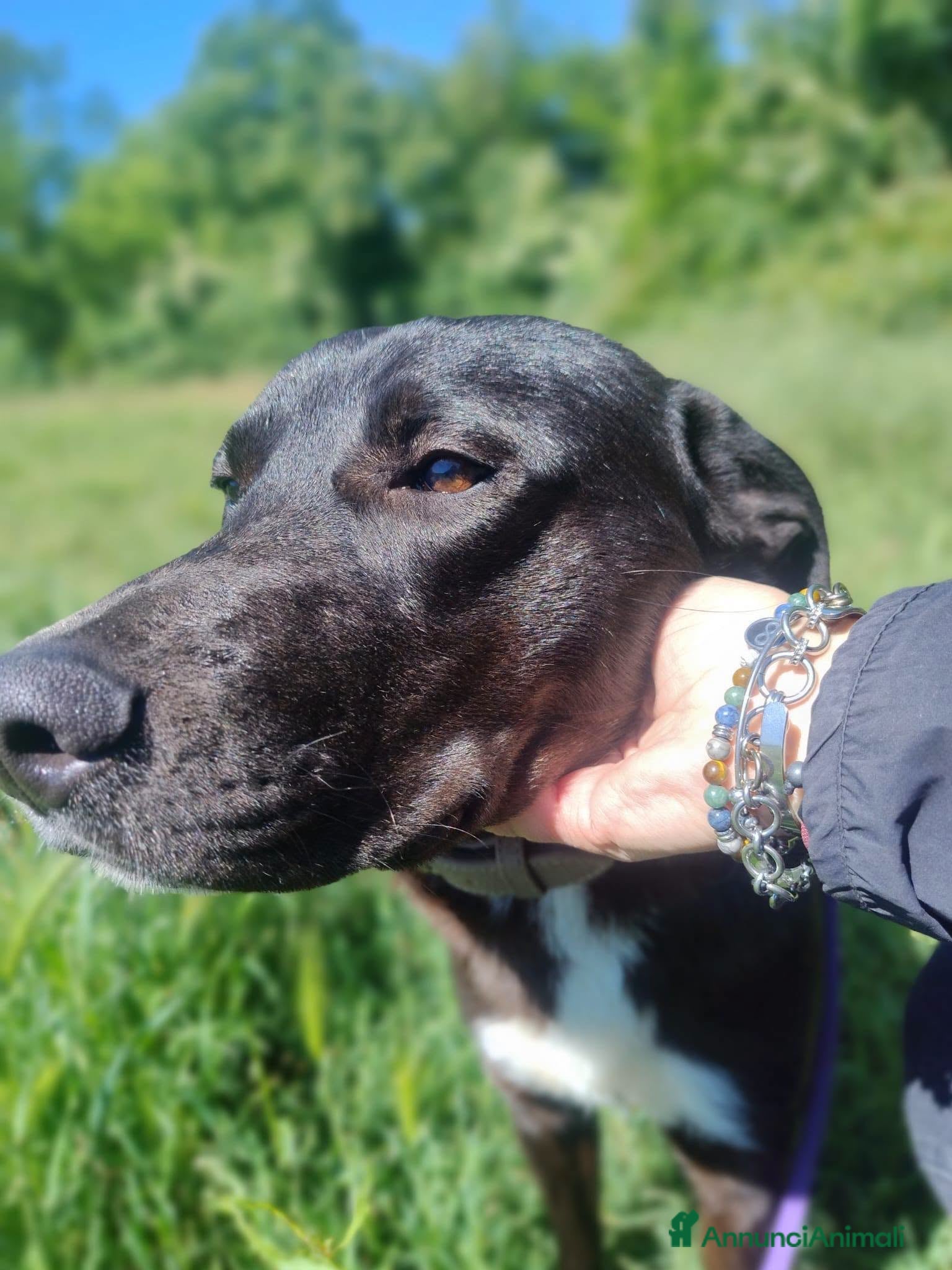 Meticcio cani Gustavo adorabile cagnolino - Annuncio 17