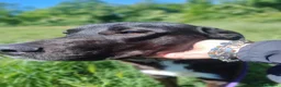 Meticcio cani in regalo: Gustavo adorabile cagnolino a Città Metropolitana di Torino - Annuncio 1