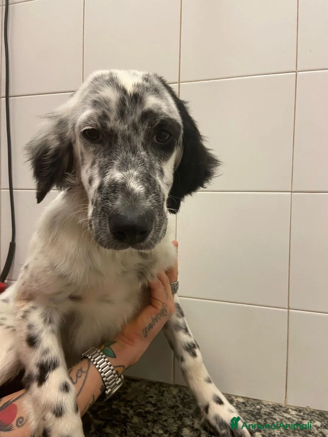 Setter Inglese cani in regalo: CASPER dolcissimo setter - Annuncio 4