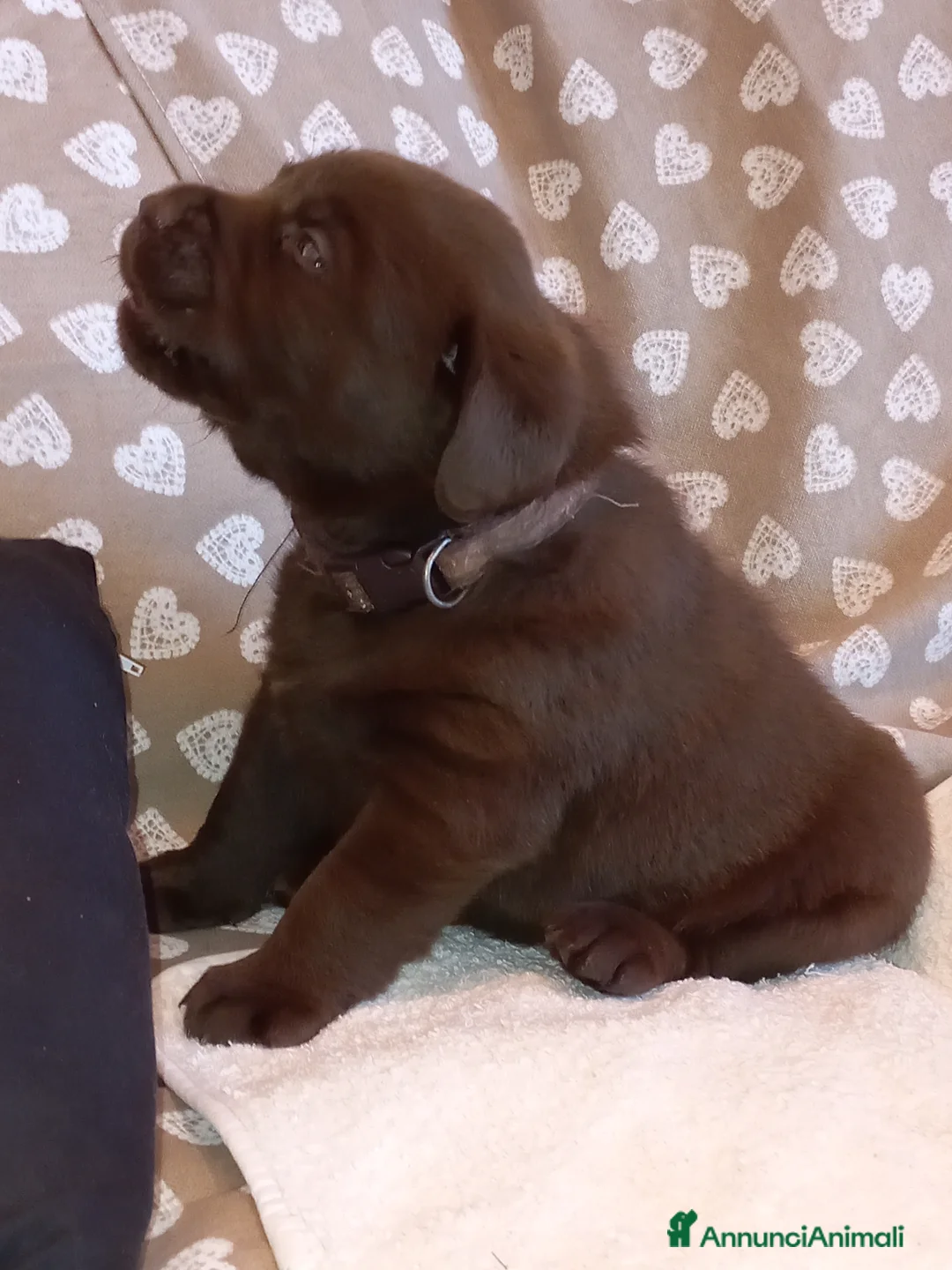 Labrador cani in vendita: Labrador cioccolato con pedigree  a Città metropolitana di Roma Capitale - Annuncio 2