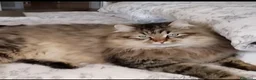Siberiano gatti in vendita: SIBERIANA GATTA IPOALLERGENICA - Annuncio 1
