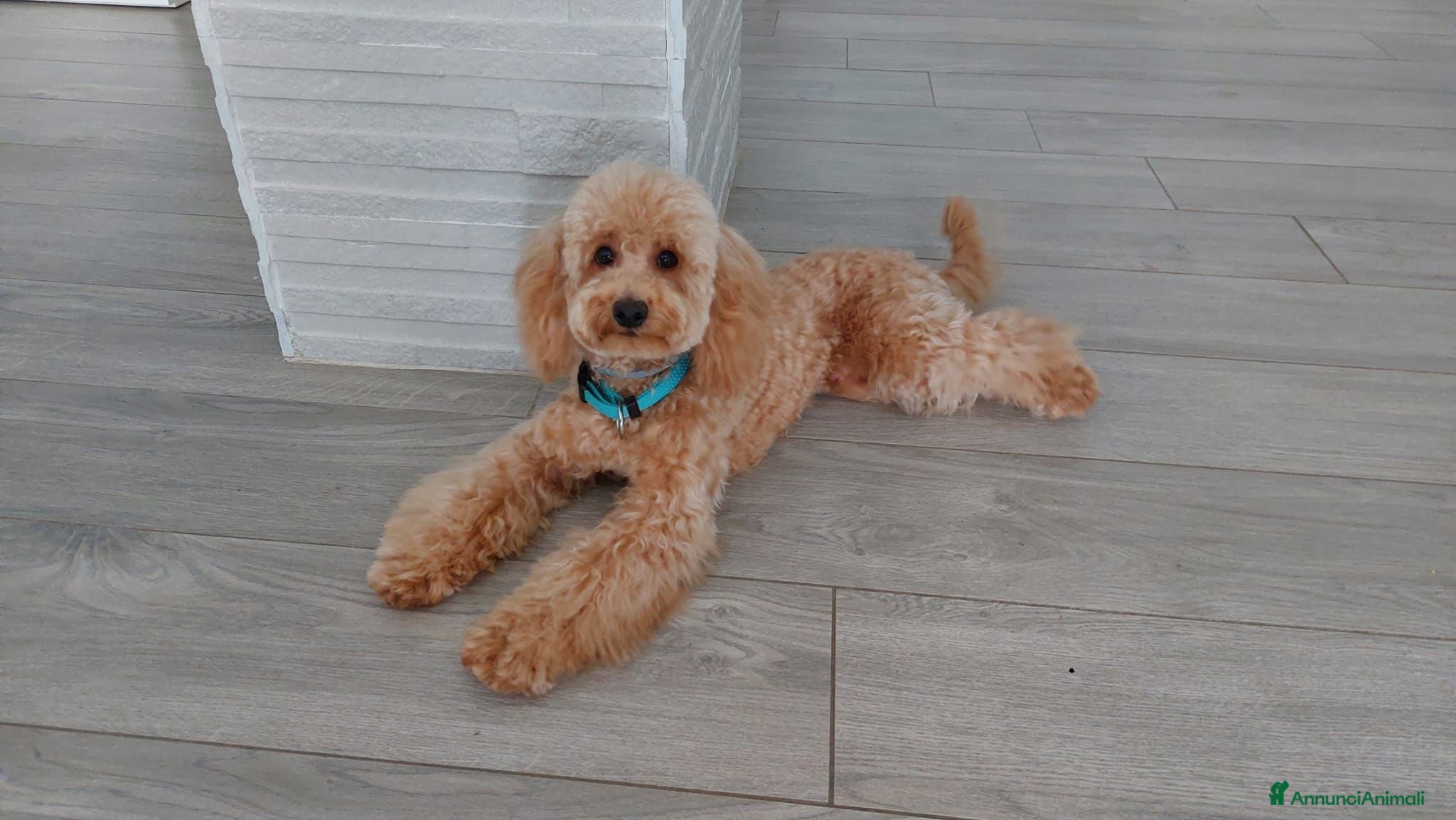 Barboncino cani Barboncino per Accoppiamento  - Annuncio 11