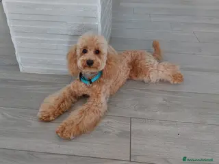 Barboncino cani Barboncino per Accoppiamento - Annuncio 11