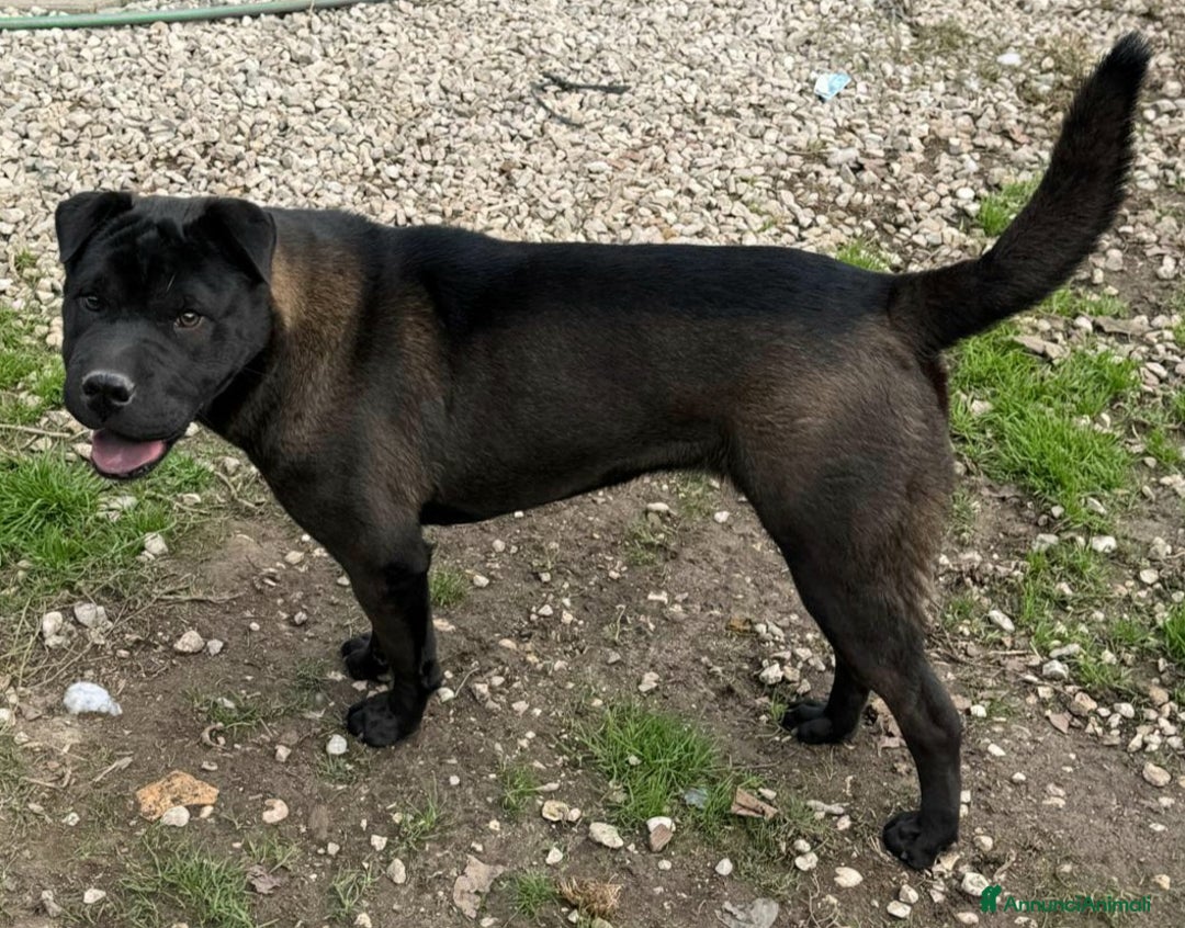 Shar Pei cani in regalo: Puma sharpei di 9 mesi - Annuncio 5