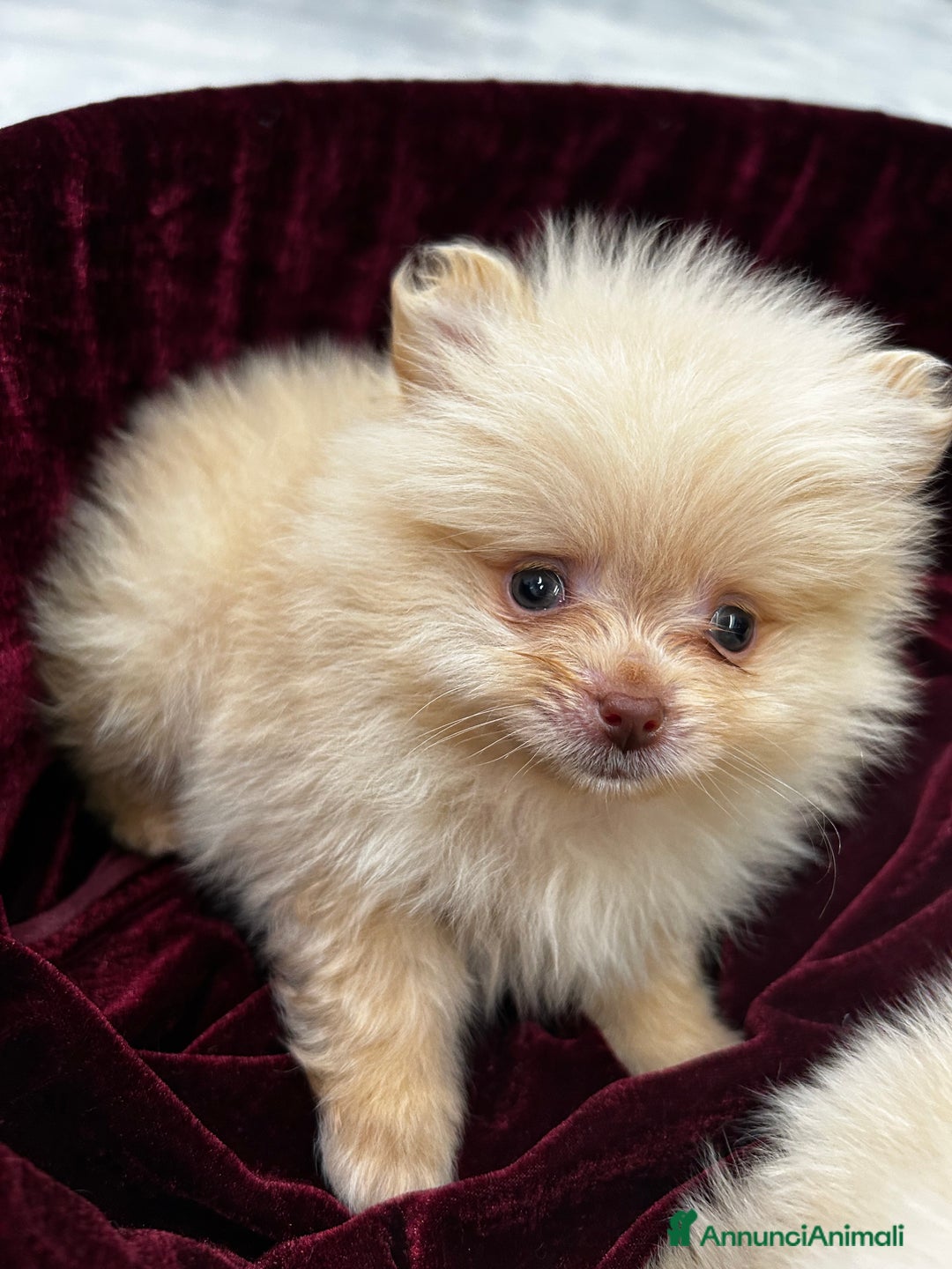 Spitz cani in vendita: Spitz tedesco nano - Annuncio 8