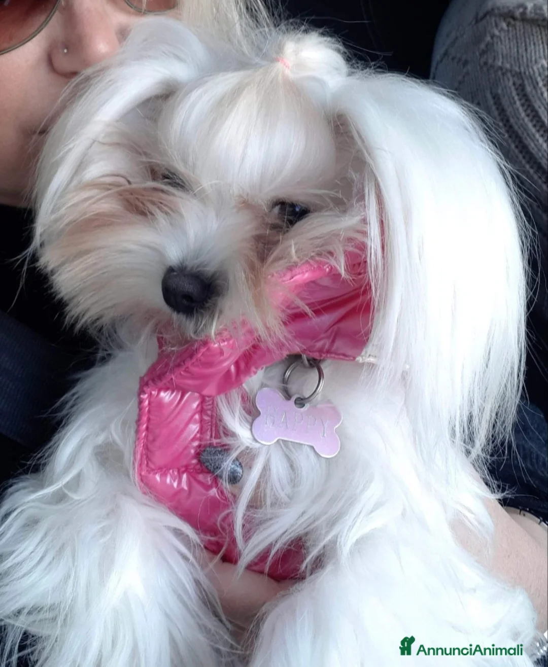 Maltese cani in vendita: Cuccioli di maltese  - Annuncio 3