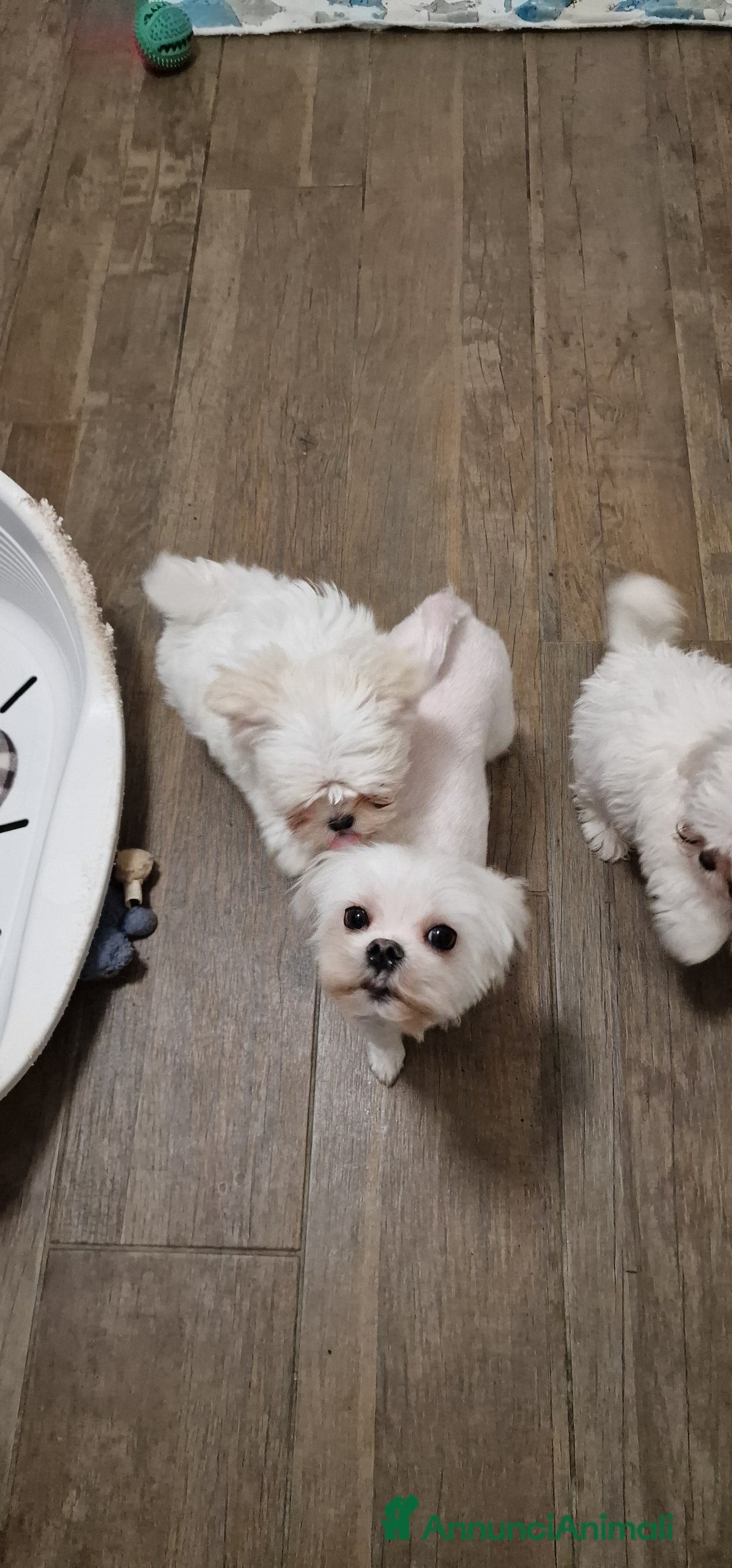 Maltese cani in vendita: Maltesi cucciole femmine - Annuncio 7