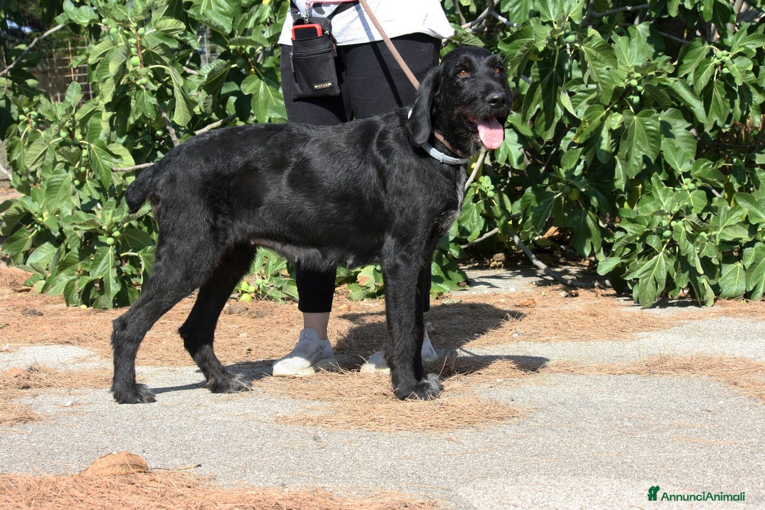 Drahthaar cani in regalo: Astrid stupenda drahthaar in adozione  - Annuncio 4