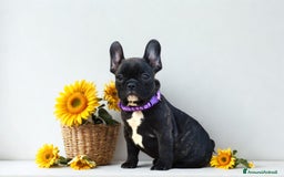 Bulldog Francese cani in vendita: Bouledogue Francese  - Immagine 4