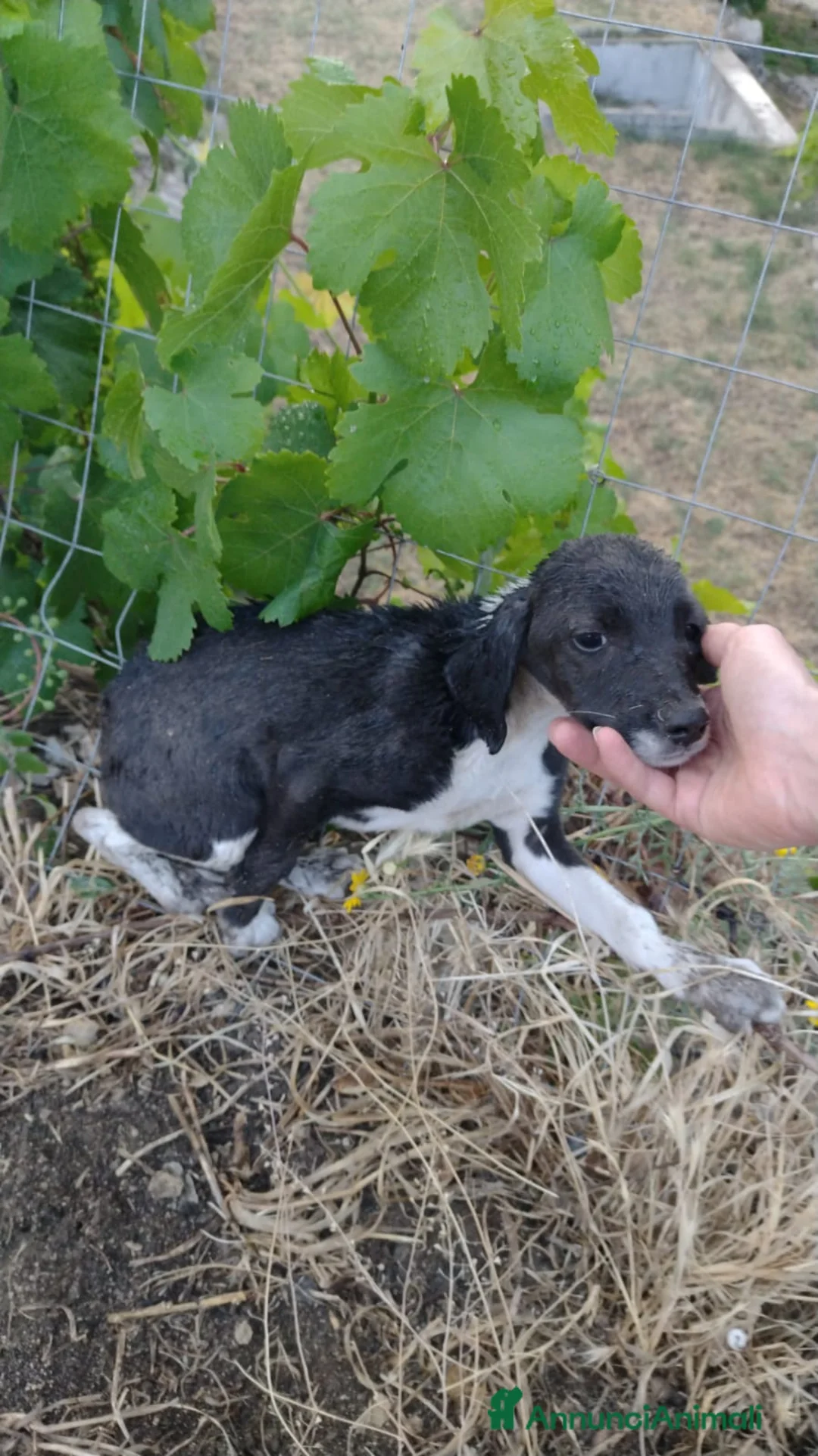 Segugio cani in regalo: Splendido Segugio di 2 mesi (Catania) - Annuncio 9