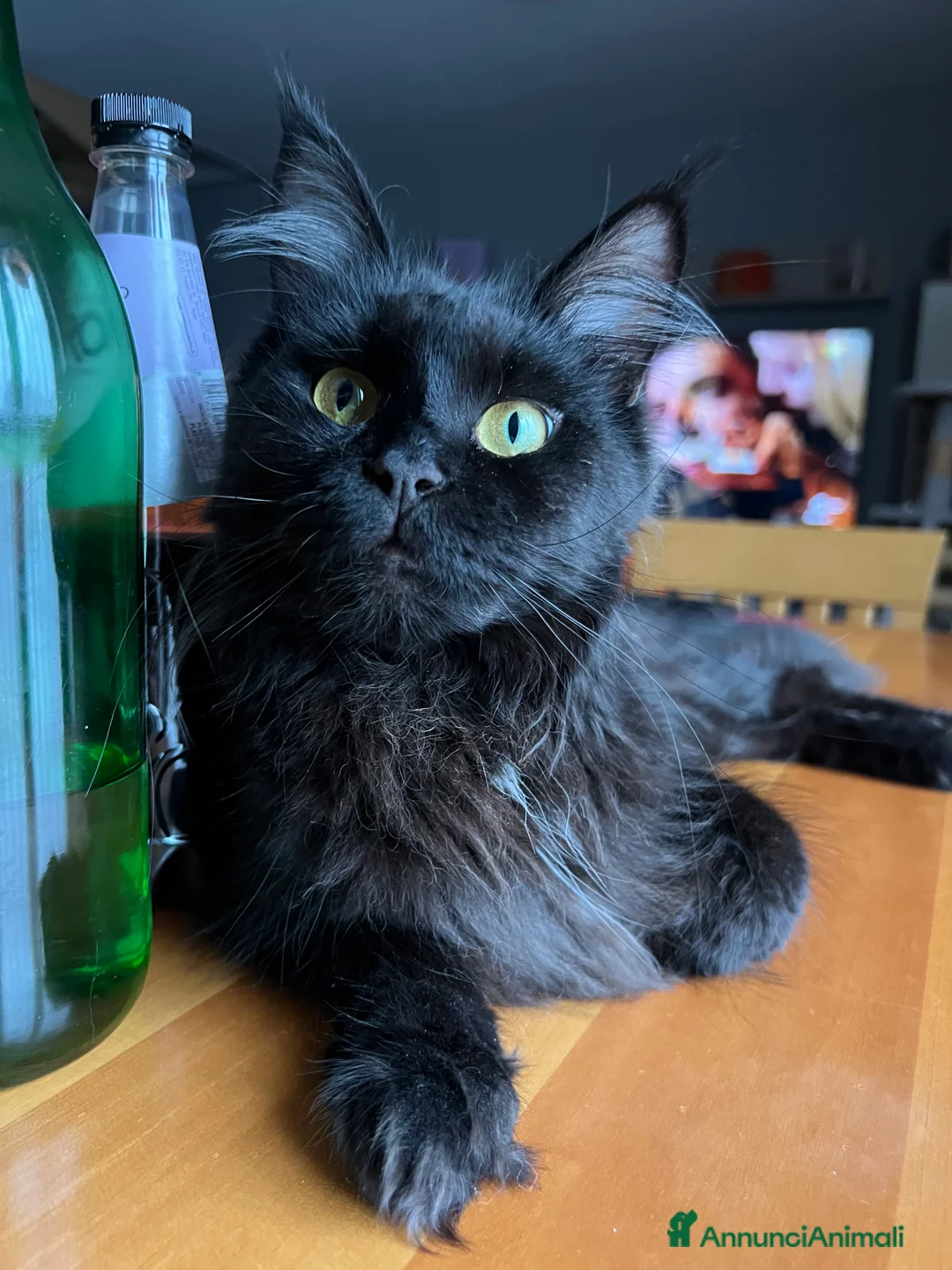 Maine Coon gatti in vendita: Dolce cucciola maine coon pedigree black Tortie - Annuncio 4
