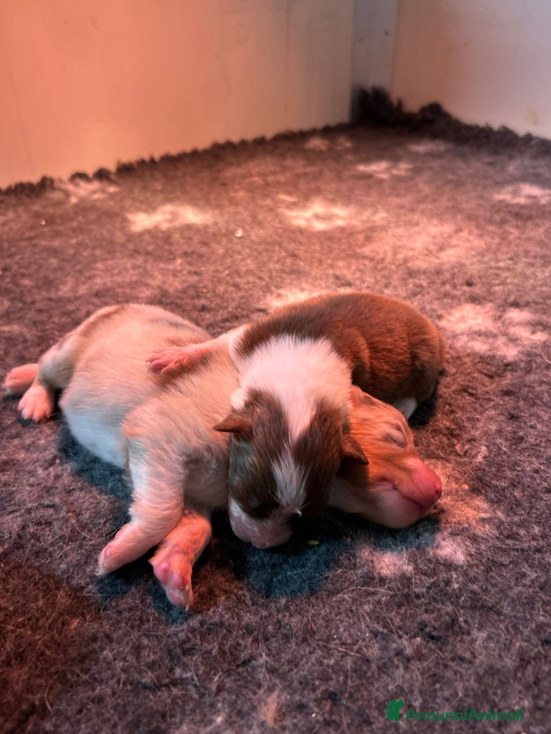 Australian Shepherd cani in vendita: Cuccioli di pastore australiano con pedogree - Annuncio 4