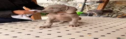 Weimaraner cani in vendita: Vendita cuccioli  Weimaraner  - Annuncio 11