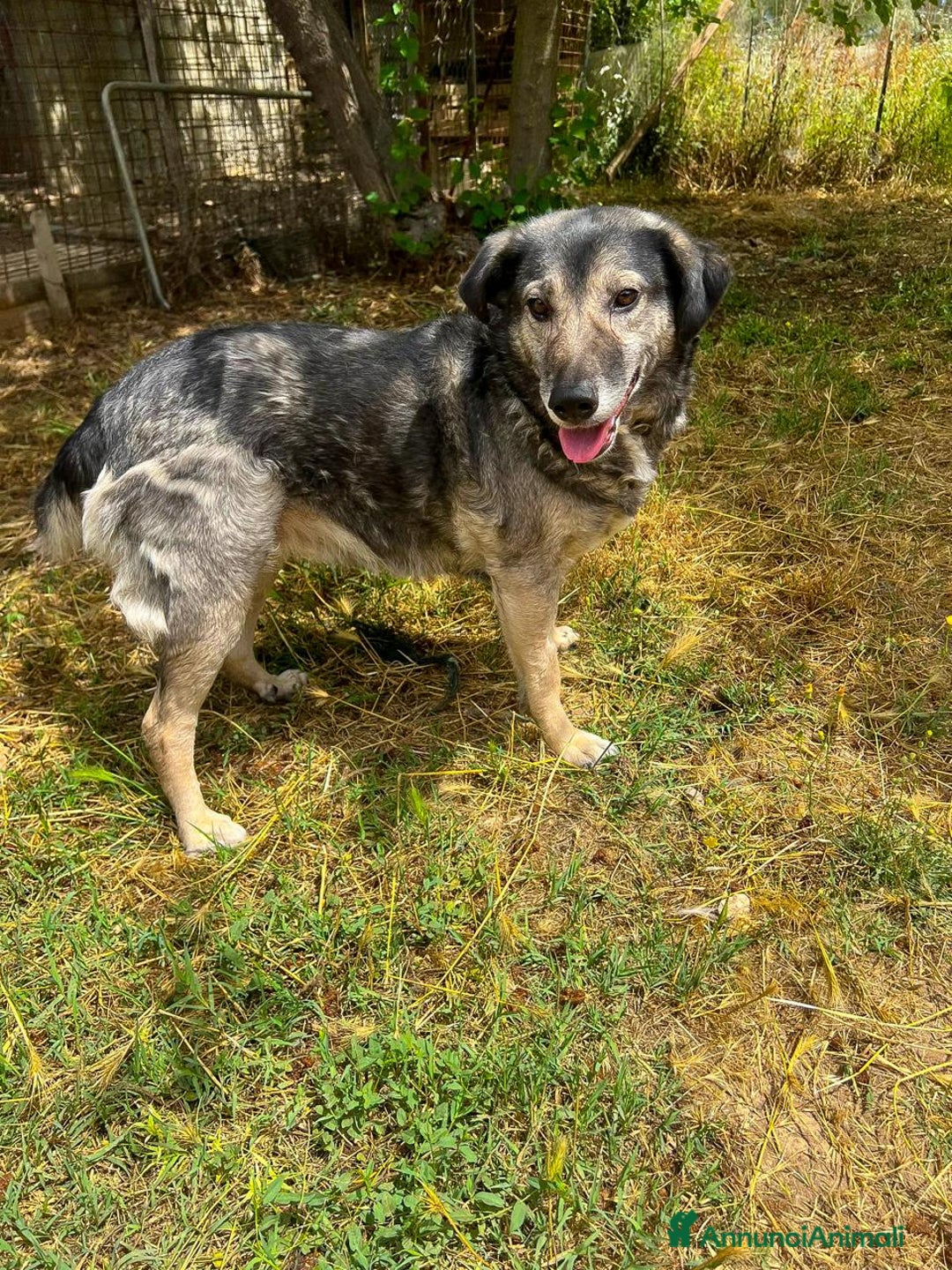 Meticcio cani in regalo: MOLLY 🩷 - adozione del cuore per questa mamma 🐾 - Annuncio 5