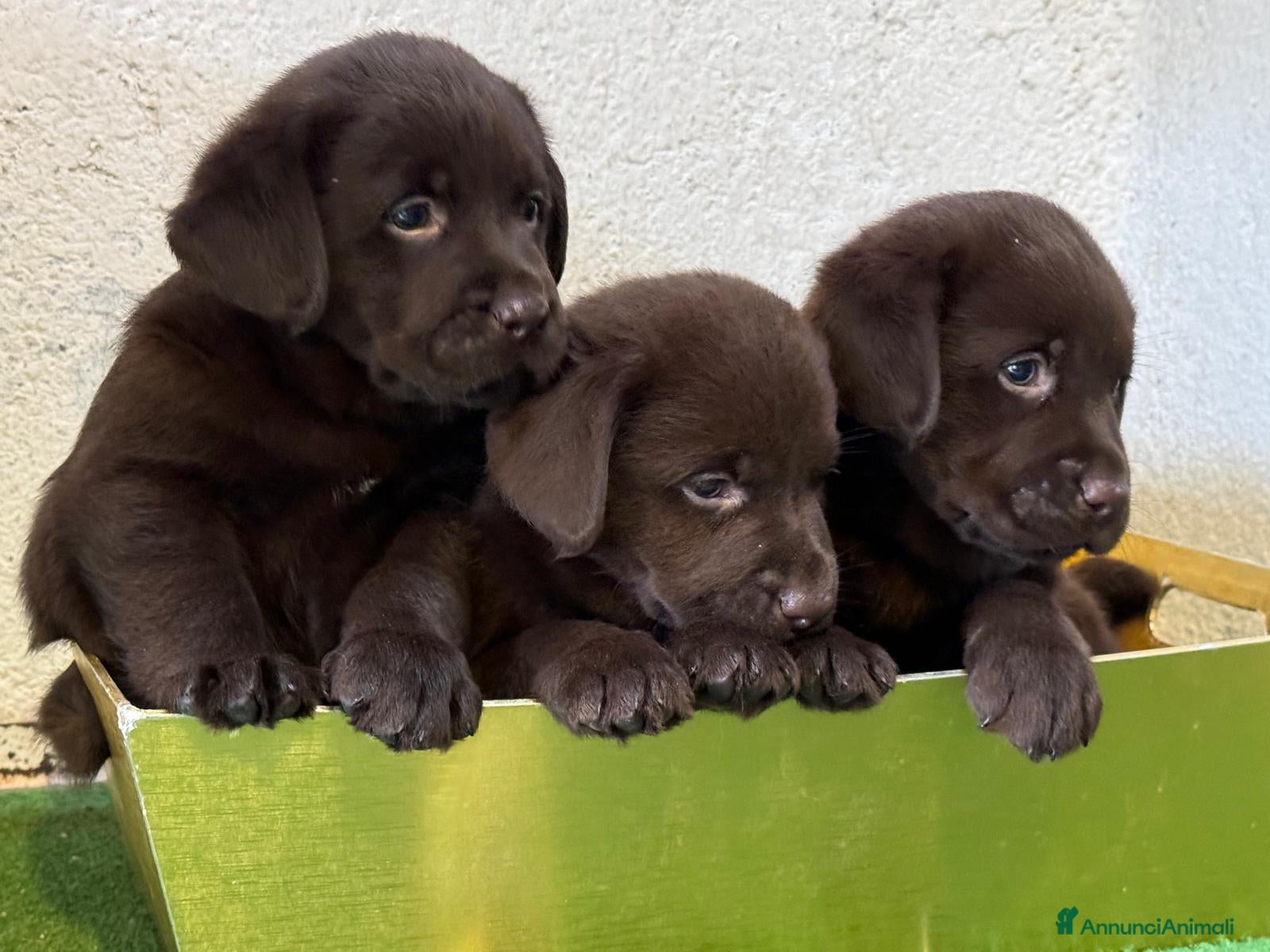 Labrador cani Labrador retriever  - Annuncio 1