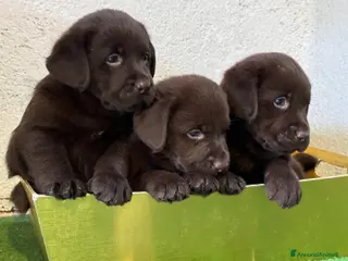 Labrador cani Labrador retriever - Annuncio 1