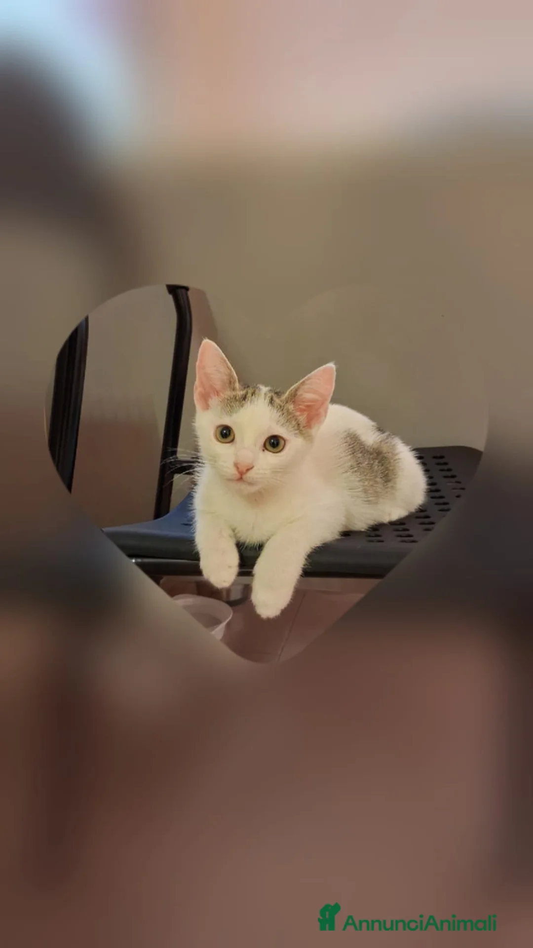 Meticcio gatti in regalo: 2  fratellini chiari  - Annuncio 12