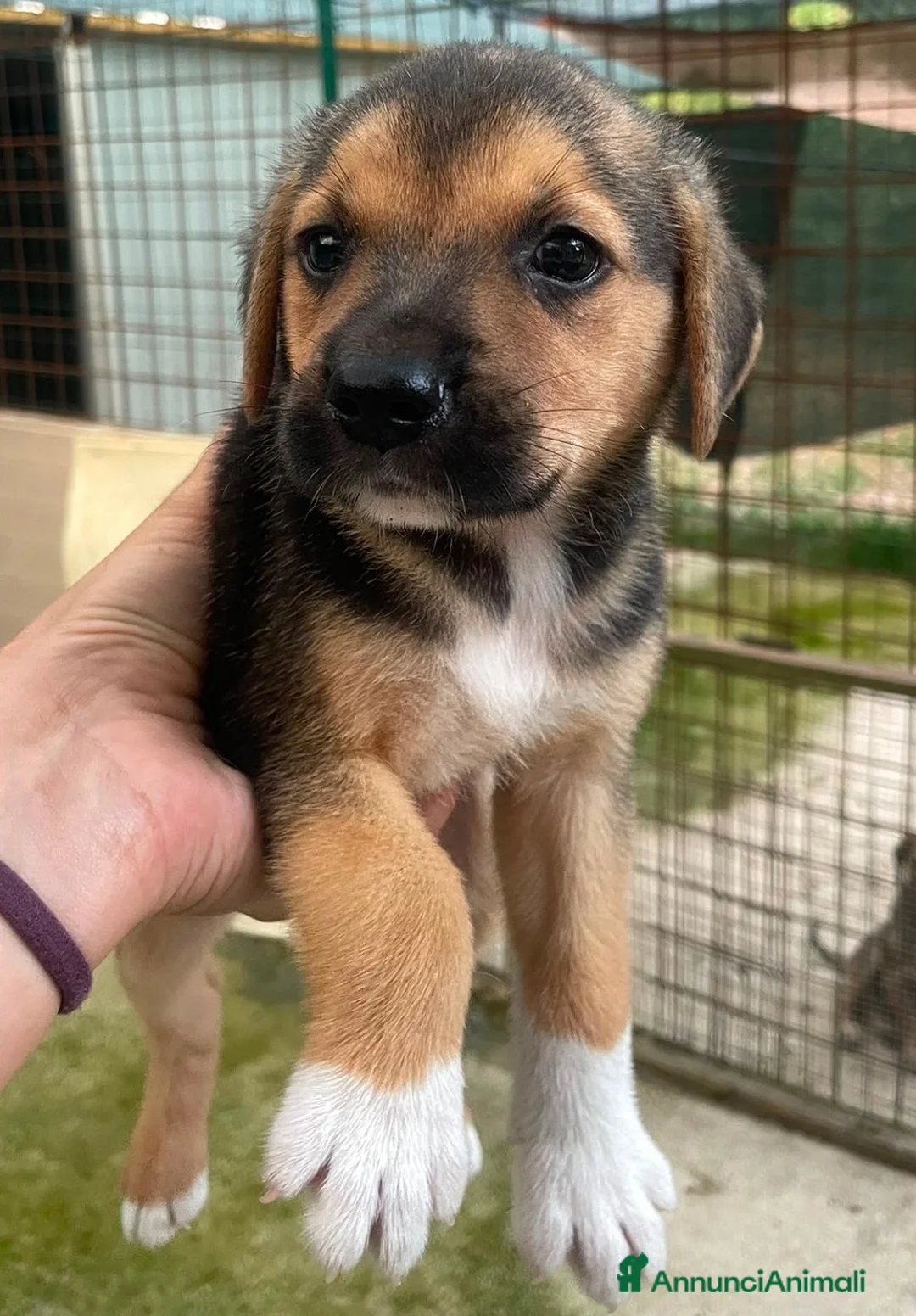 Meticcio cani in regalo: Il piccolo Tarzan aspetta te - Annuncio 10