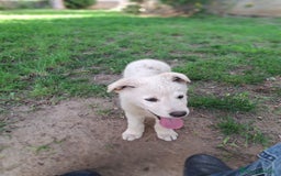 Meticcio cani in regalo: SID 💙-cucciolo “orsetto lanoso” cerca la sua casa a Città metropolitana di Milano - Immagine 9