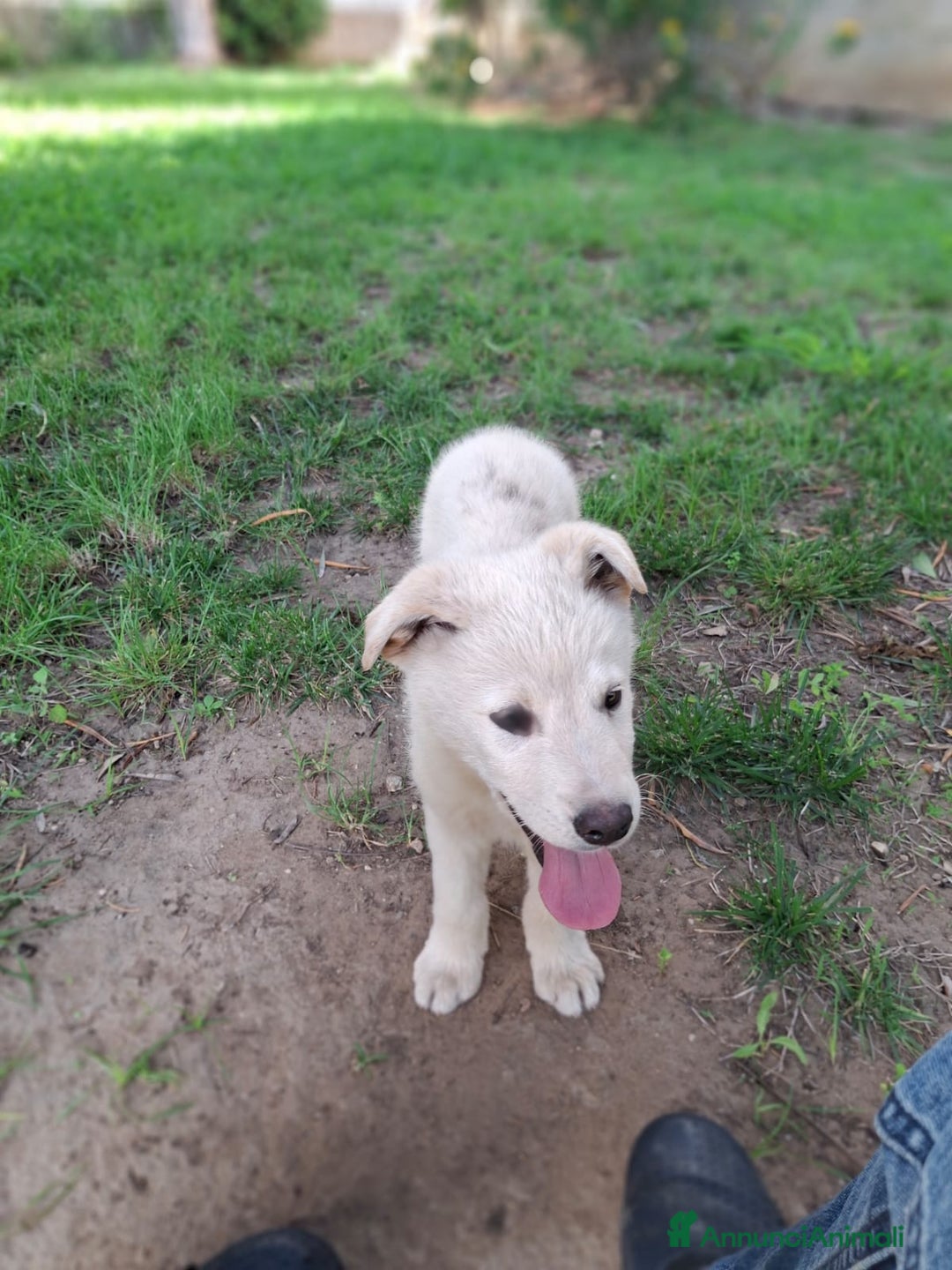 Meticcio cani in regalo: SID 💙-cucciolo “orsetto lanoso” cerca la sua casa a Città metropolitana di Milano - Immagine 9