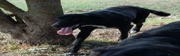 Meticcio cani in regalo: GALILEO buono e simpatico a Città Metropolitana di Firenze - Annuncio 4