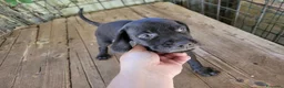 Meticcio cani in vendita: cuccioli di drathar e setter - Annuncio 15