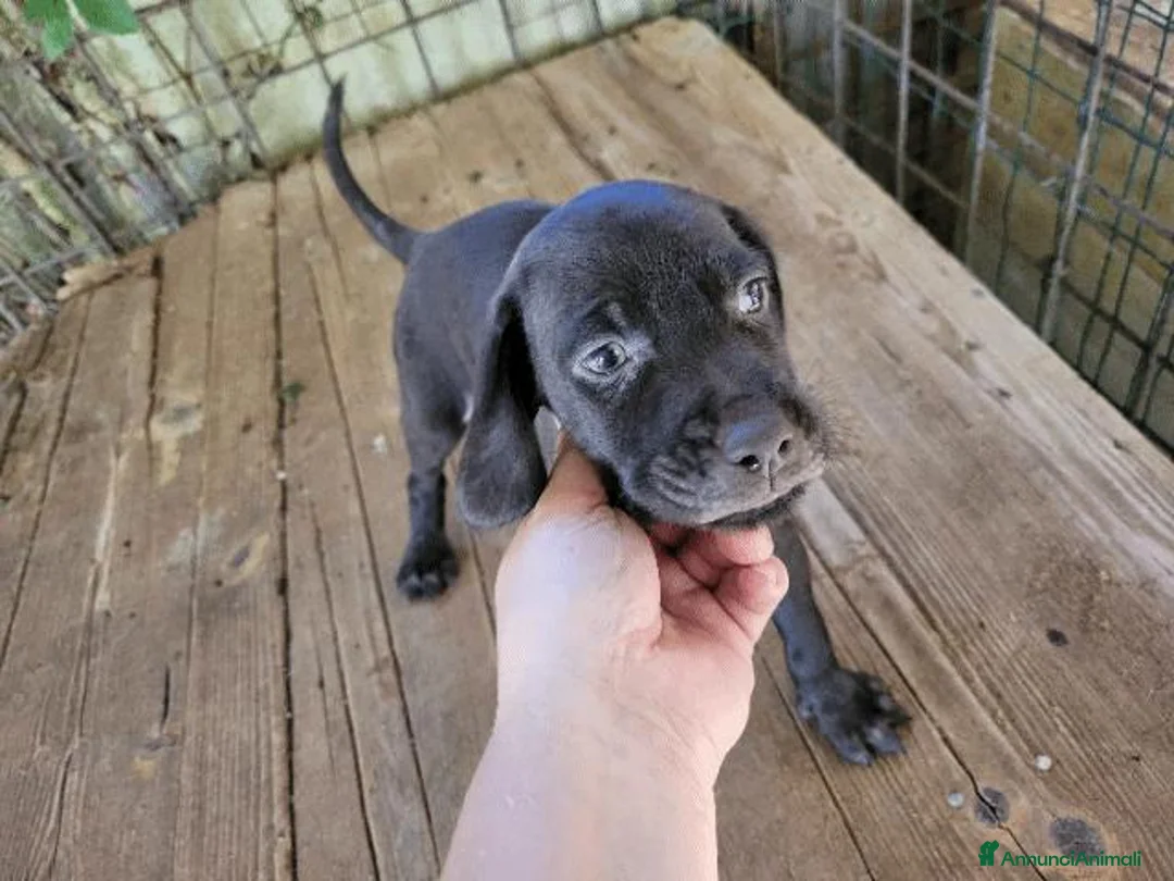 Meticcio cani in vendita: cuccioli di drathar e setter - Annuncio 15