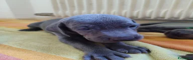 Weimaraner 5