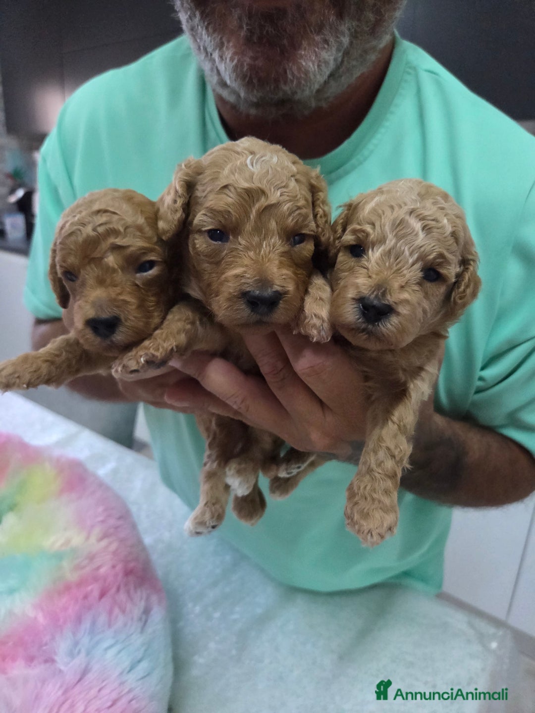 Barboncino cani in vendita: Barboncini  toy red e albicocca a Provincia di Foggia - Immagine 6