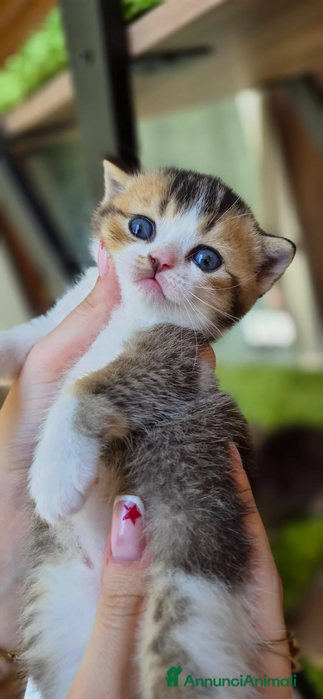 British gatti in vendita: British shorthair  - Annuncio 3