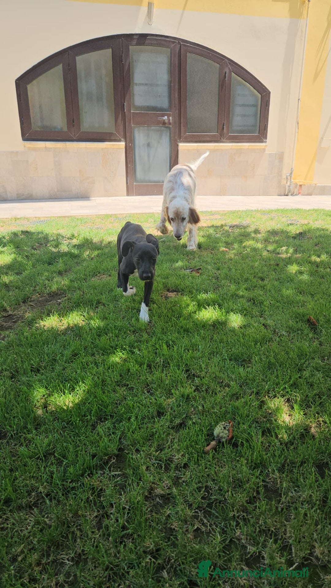 Meticcio cani in regalo: Beatrice: cucciolotta taglia contenuta socievole  a Città Metropolitana di Genova - Immagine 10