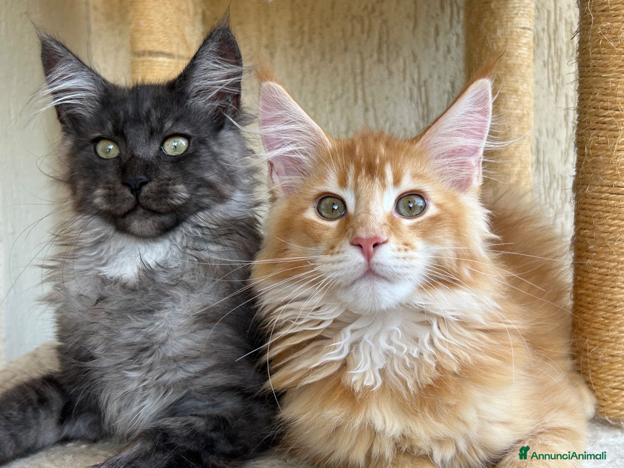 Maine Coon gatti Maine Coon  - Annuncio 4