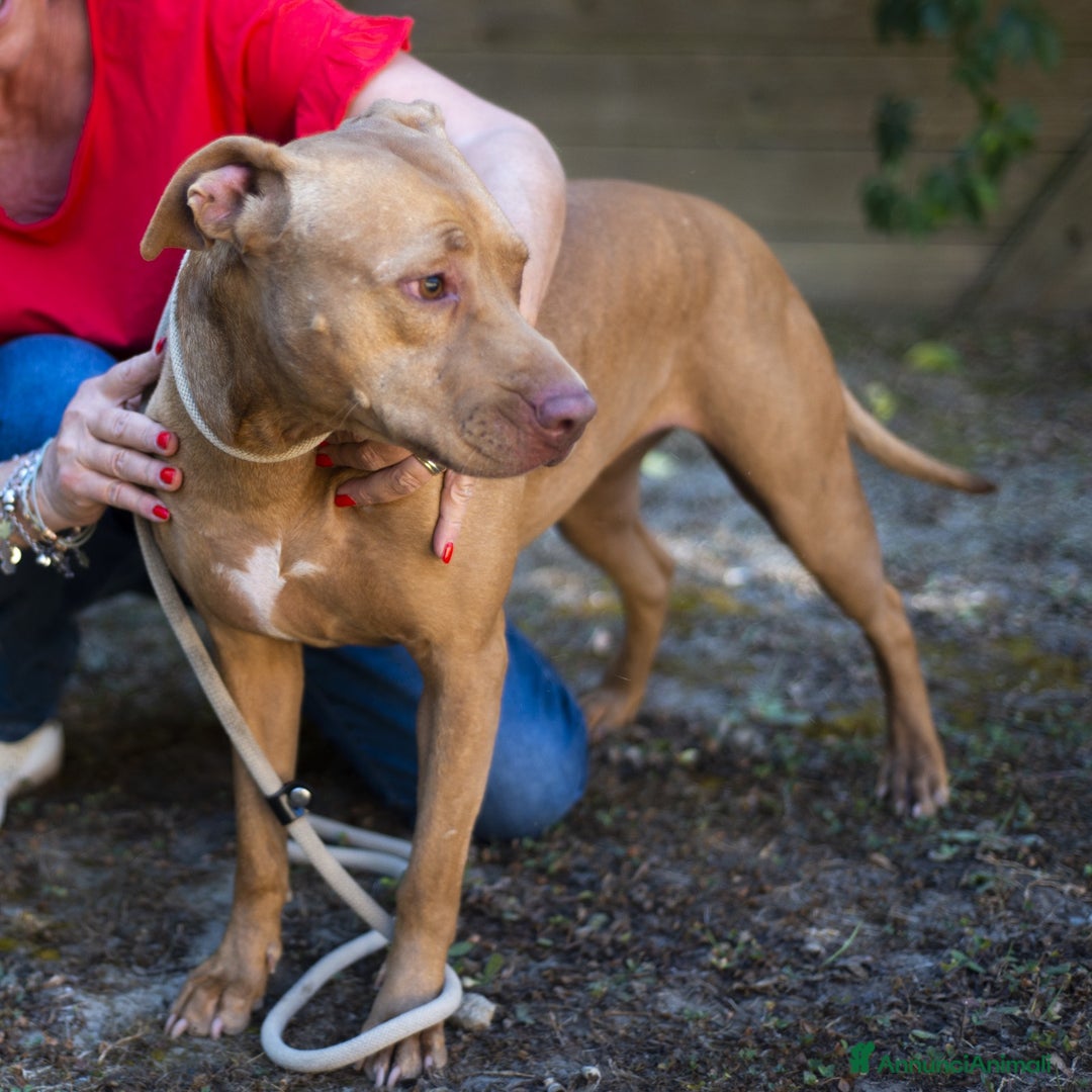 Pitbull cani in regalo: KIRA DAL DIVANO AL CANILE, IN ADOZIONE - Annuncio 3