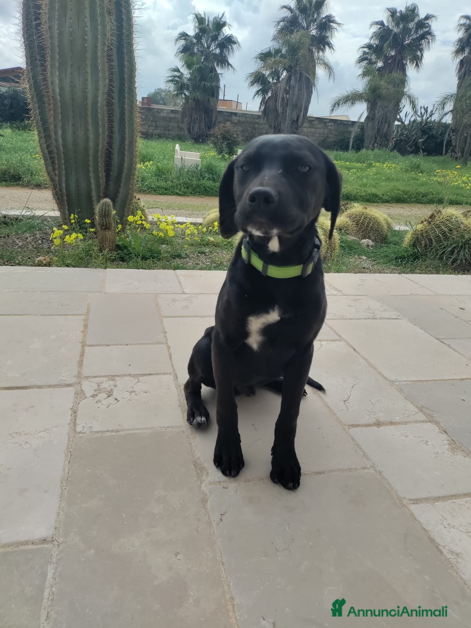 Meticcio cani Cuccioli meticci - Annuncio 1