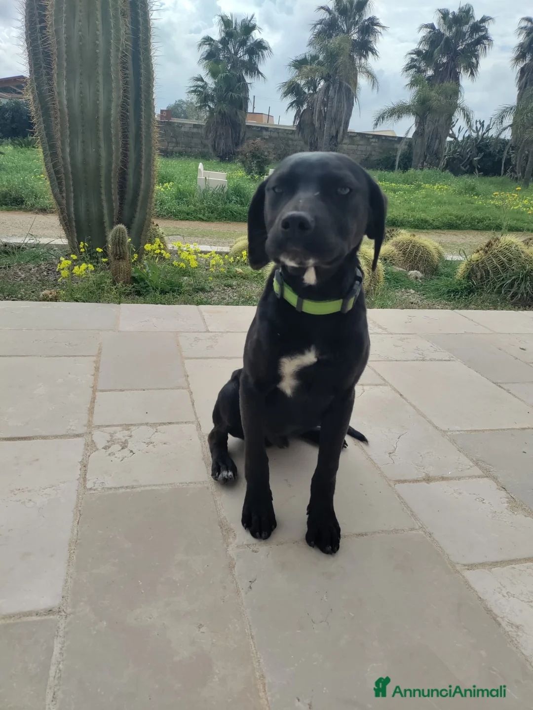 Meticcio cani in regalo: Cuccioli meticci a Provincia di Lecce - Annuncio 1