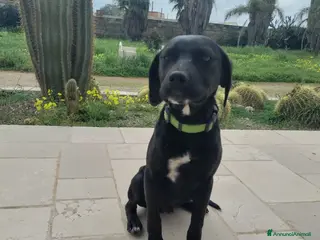 Meticcio cani Cuccioli meticci - Annuncio 1