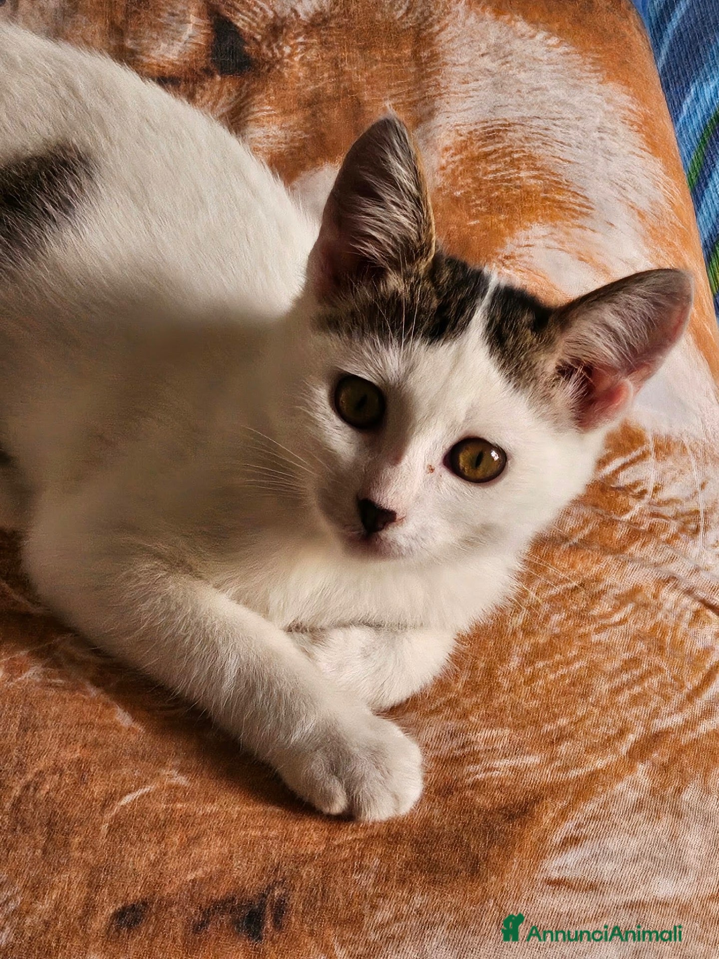 Altre razze gatti URGENTE 🚨  - Annuncio 1