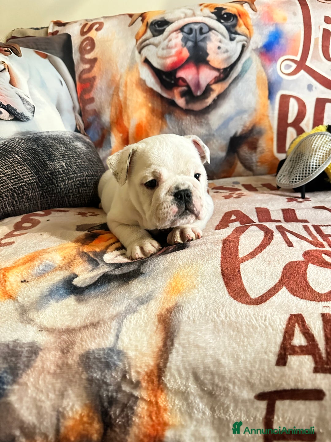 Bulldog cani in vendita: Cuccioli di bulldog - Annuncio 5