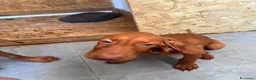 Vizsla cani in vendita: Ultimi 3 maschi di di bracco ungherese disponibili - Annuncio 4