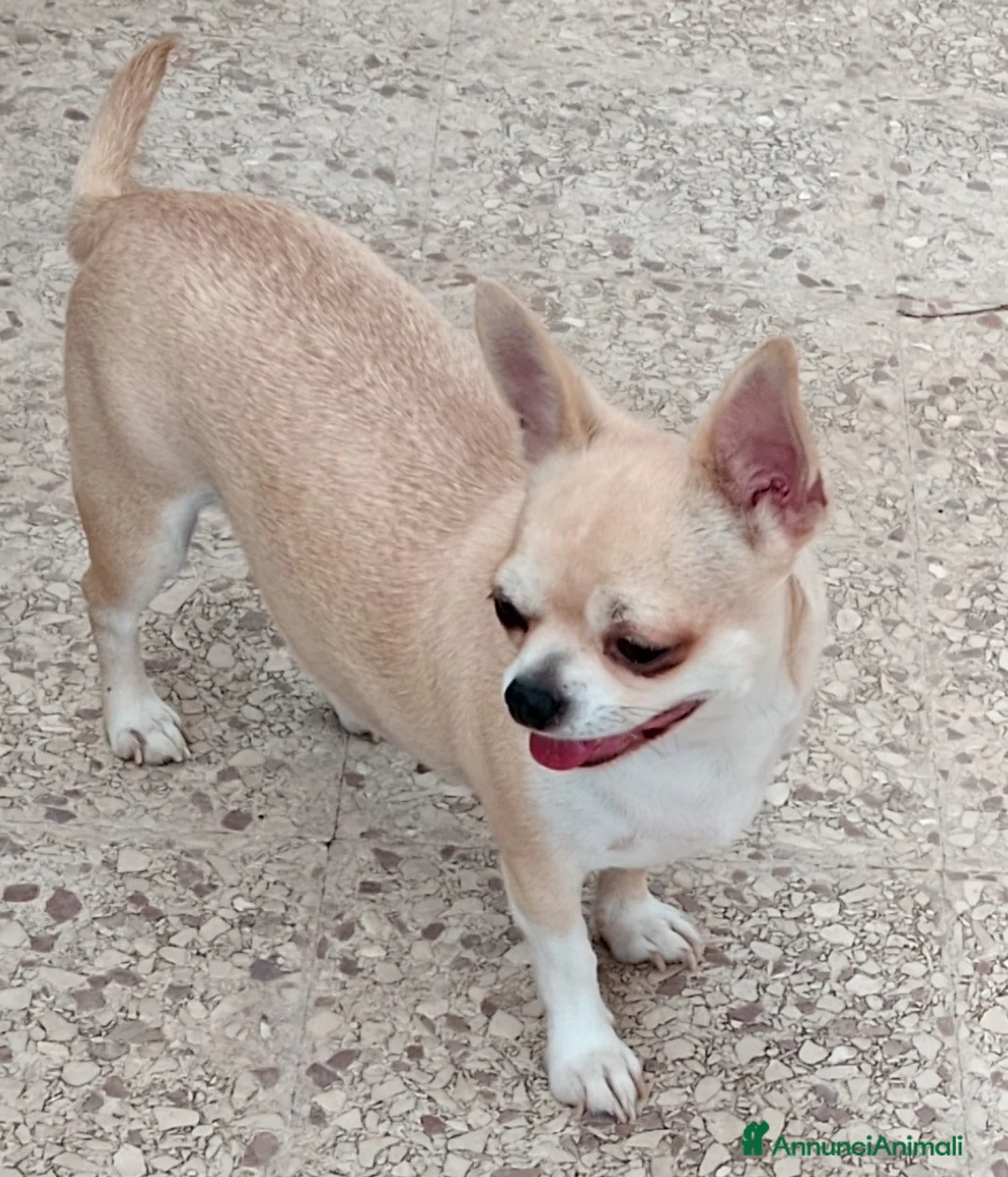Chihuahua cani in vendita: Cucciola chihuahua  - Annuncio 3