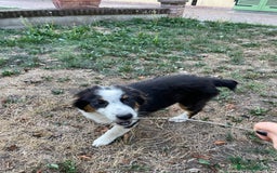 Australian Shepherd cani in vendita: Pastore australiano  a Provincia di Cuneo - Immagine 4