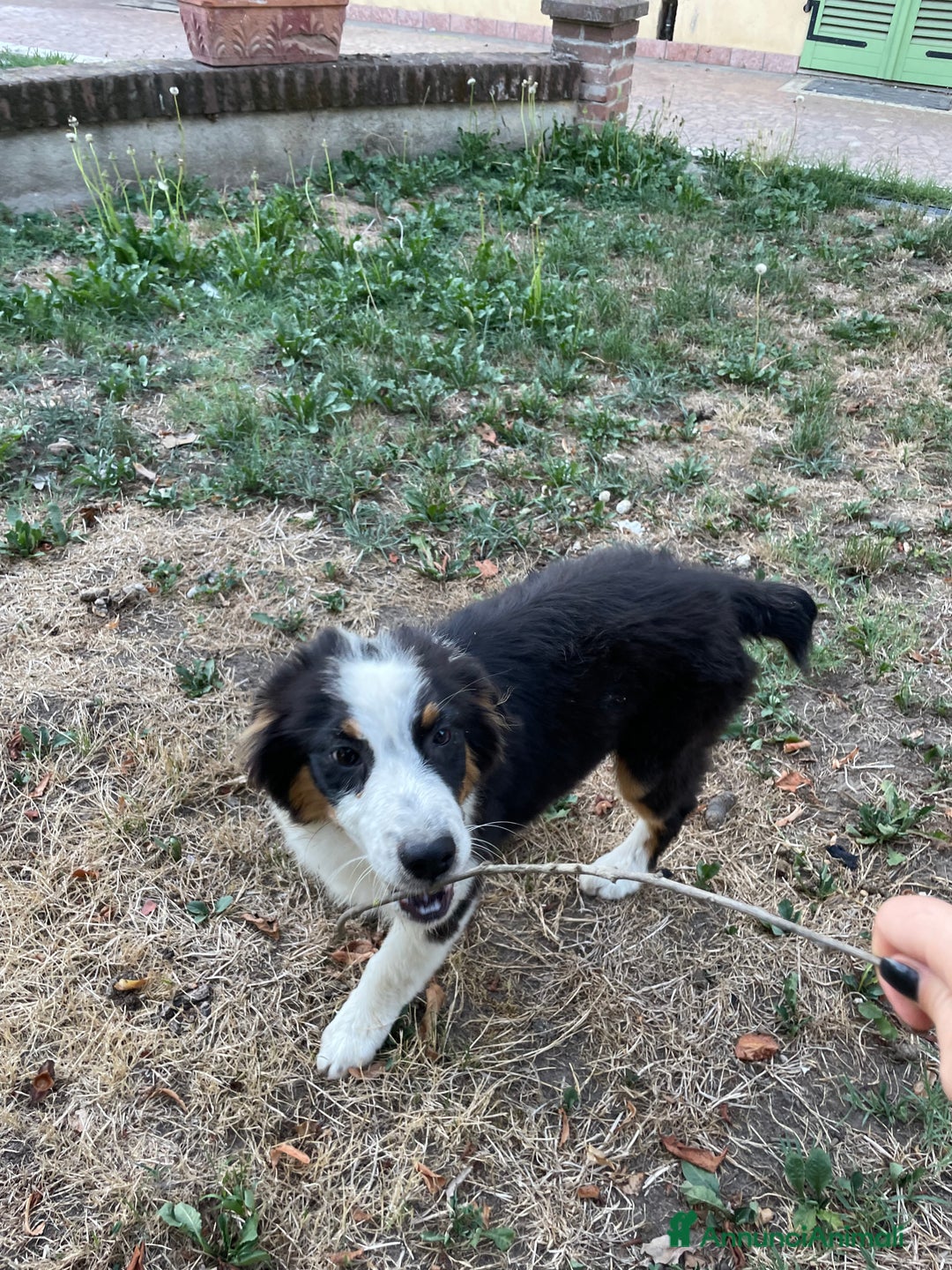 Australian Shepherd cani in vendita: Pastore australiano  a Provincia di Cuneo - Immagine 4